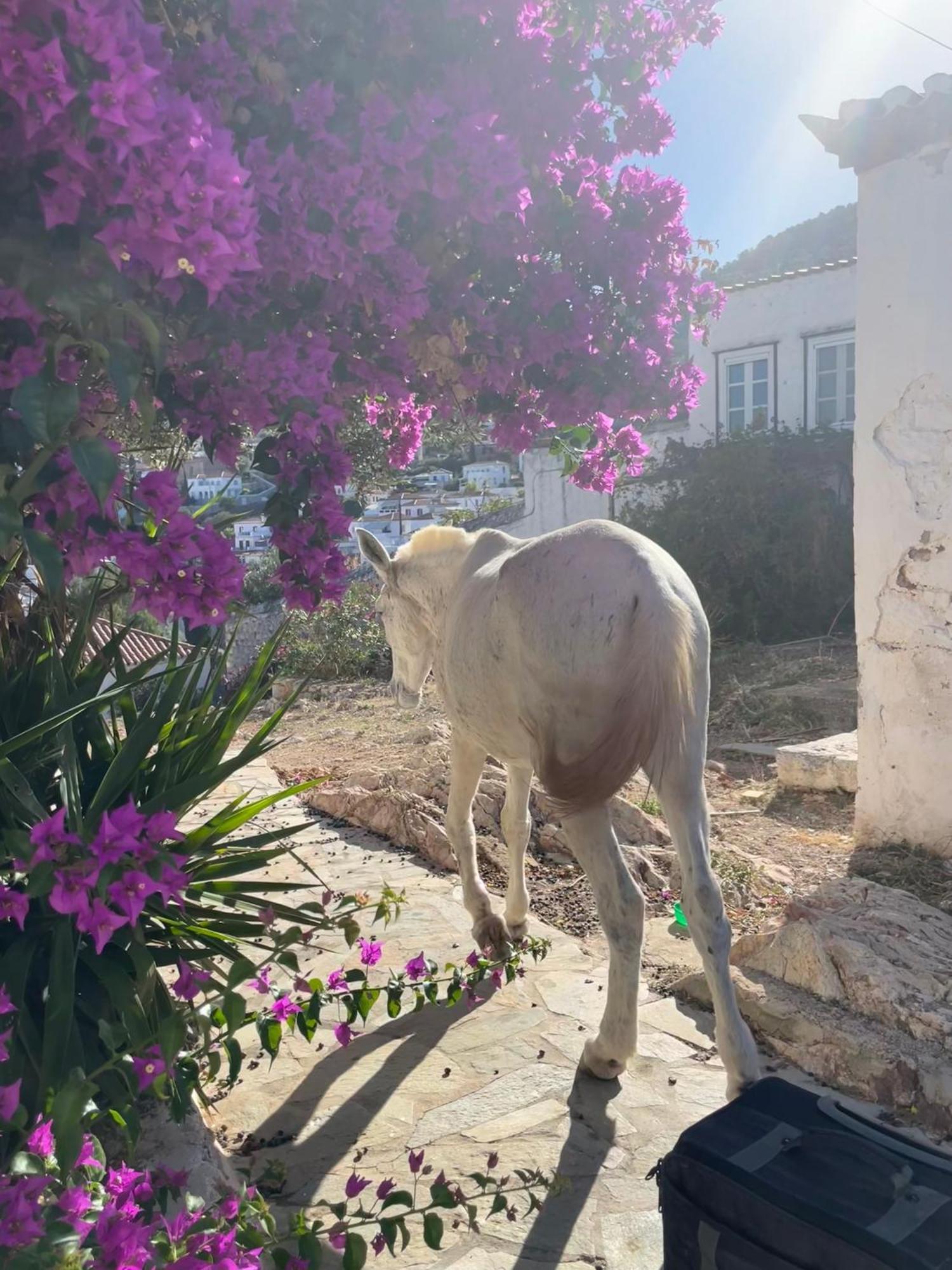 Louisa's View Apartment Hydra (Saronic Islands)
